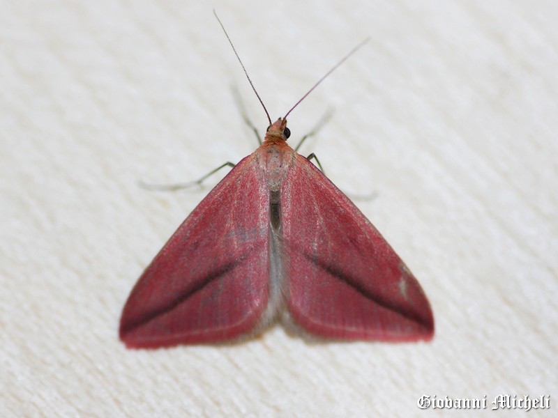 Rhodometra sacraria f. sanguinaria, Geometridae